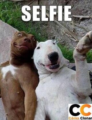 memes de perros riendo