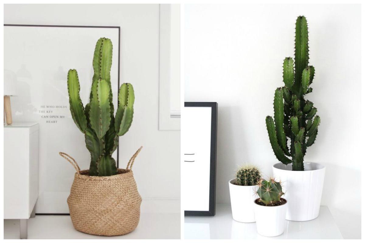 cactus planta