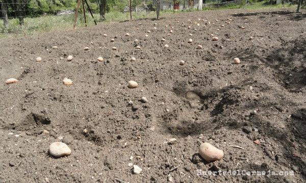 Listas para sembrar con la azada