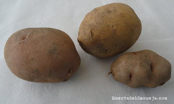 Patatas Desiree, blanca y fina de Gredos