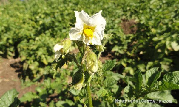 flores de patata