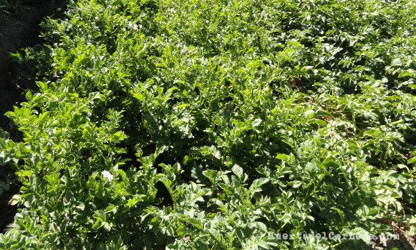 Patatas finas de Gredos y rojas tardías