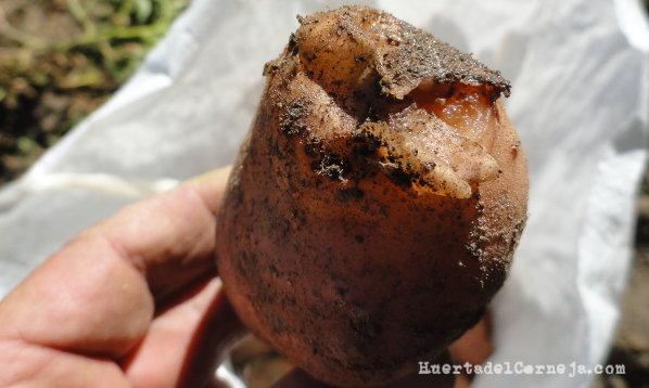 Patata "cocida" por exceso de humedad antes de arrancarla