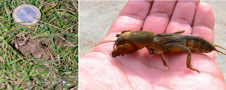 daños en césped por grillo topo