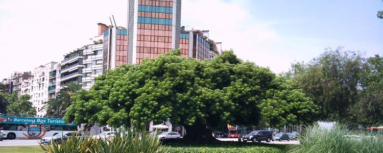 árbol ombú en ciudad