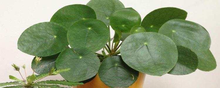 Planta del dinero china