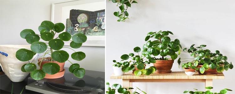 Como cuidar Pilea peperomioides