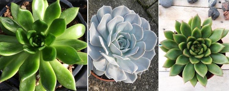 Tipos de echeveria o rosa de alabastro
