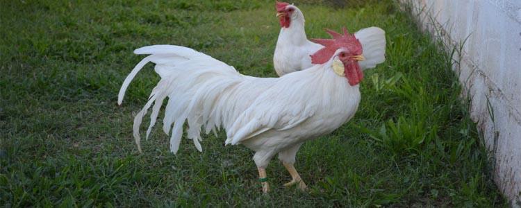 razas de gallinas Leghorn