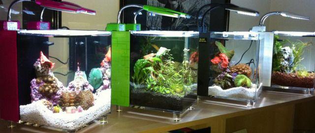 Acuarios Pequeños