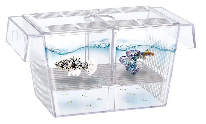 Las Mejores Parideras Para Peces