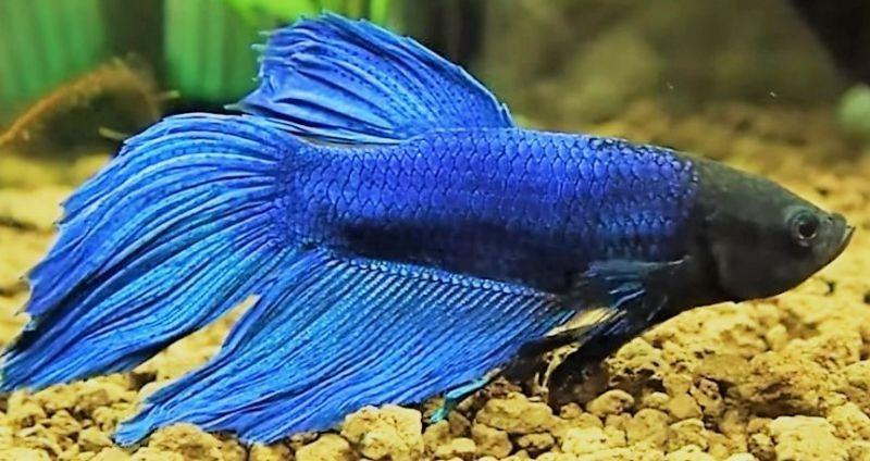 El Mejor Acuario Para Betta del 2019