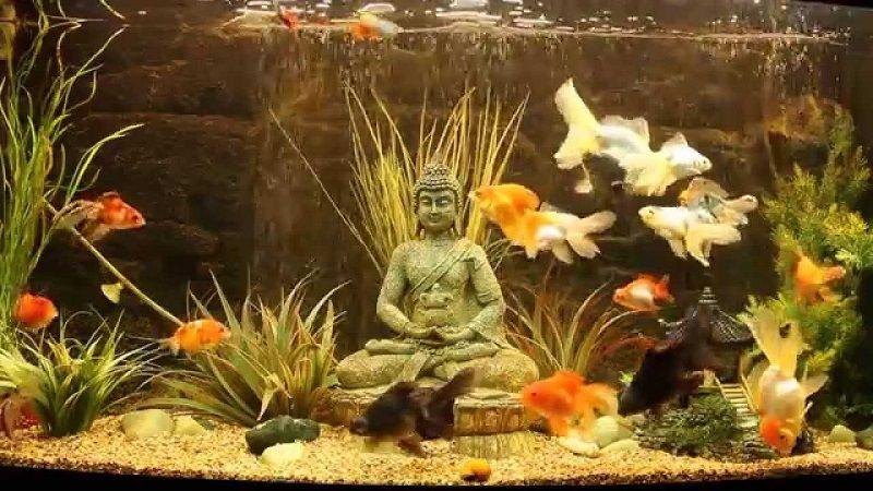 Los Mejores 5 Kits de Acuario Completo del 2019