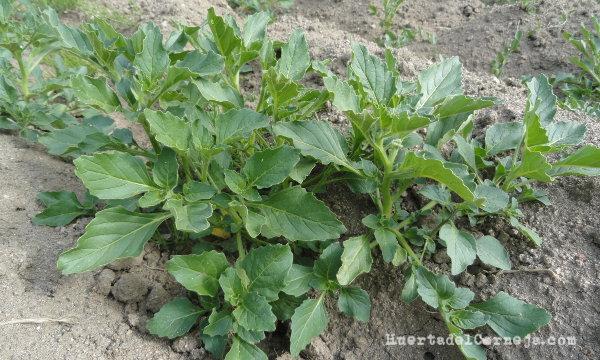 malas hierbas, tomatillo