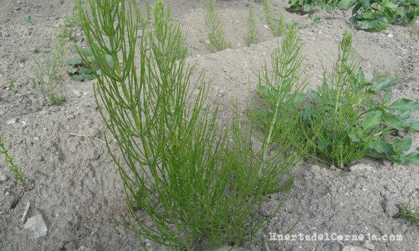 malas hierbas, escobeta o cola de caballo