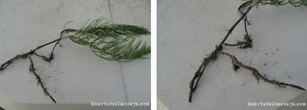 Cola de caballo, planta y detalle de la raíz