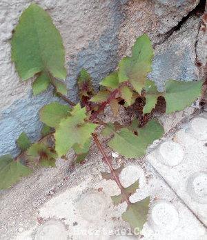 malas hierbas, lechacino, cerraja