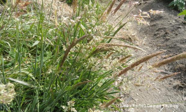Gramíneas en la linde de la huerta