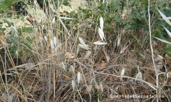mala hierba, avena loca