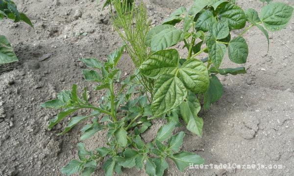 Judía planchada rodeada de adventicias