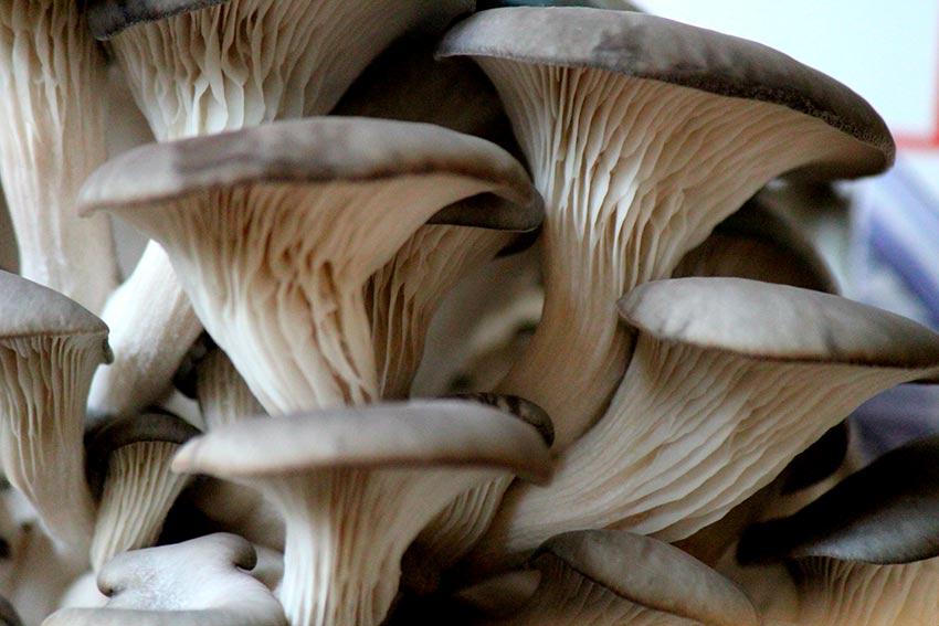 seta de ostra -girgola-orellana-pleurotus-ostreatus-la casa de las setas