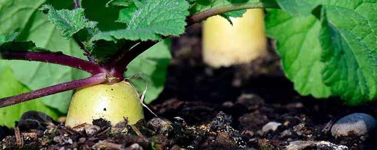 Efecto de los ácidos húmicos