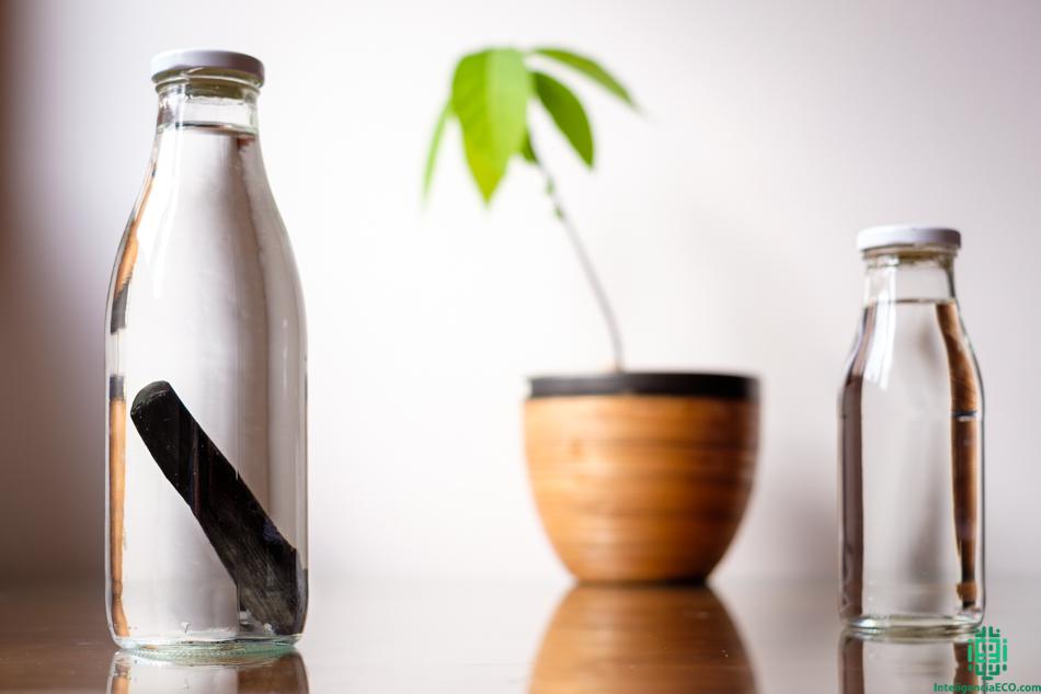 Botellas con filtro binchotan y una planta de aguacate.