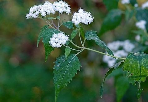 ageratina altissima