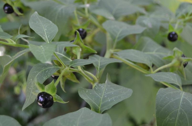belladona atropa