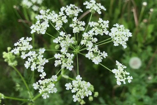 cicuta flor