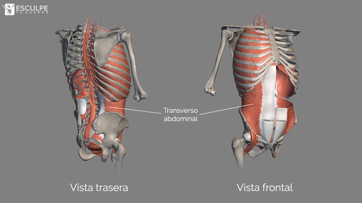 transverso abdominal anatomia fitness