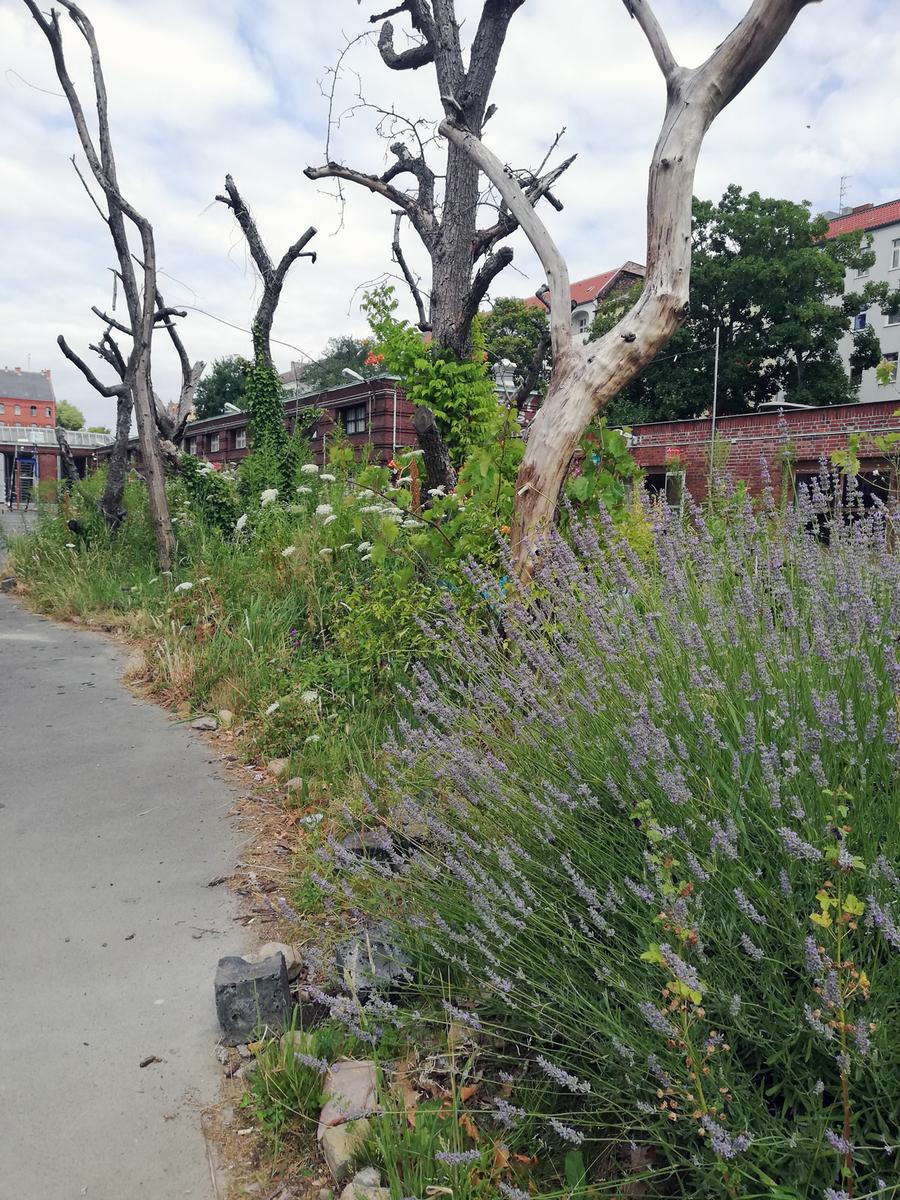 llevar la naturaleza a las ciudades