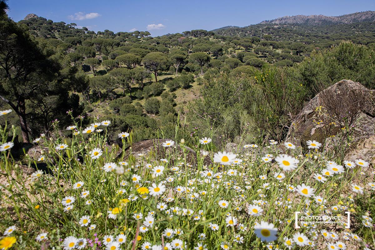 El Hoyo de Pinares. Pinares del río Sotillo. Ávila. Castilla y León. España. © Javier Prieto Gallego