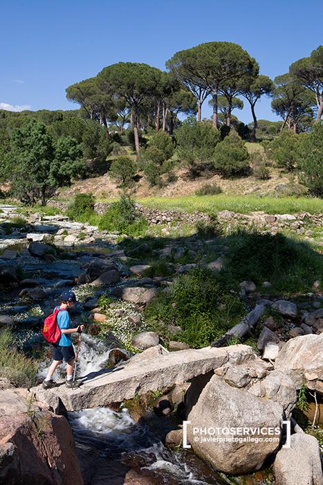 El Hoyo de Pinares. Pinares del río Sotillo. Ávila. Castilla y León. España. © Javier Prieto Gallego
