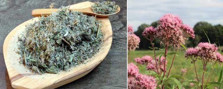 propiedades medicinales de zahareña