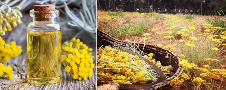 Propiedades medicinales de Helichrysum italicum