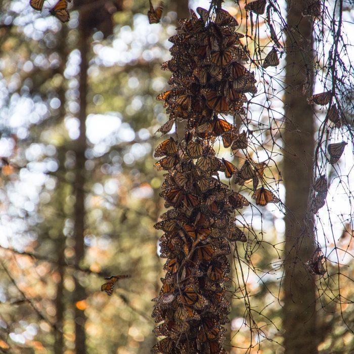 Árbol cubierto con mariposas monarca en Michoacán