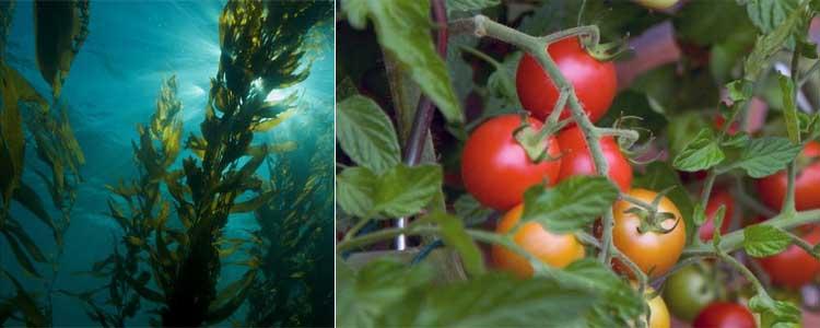 Algas y bioestimulantes agrícolas