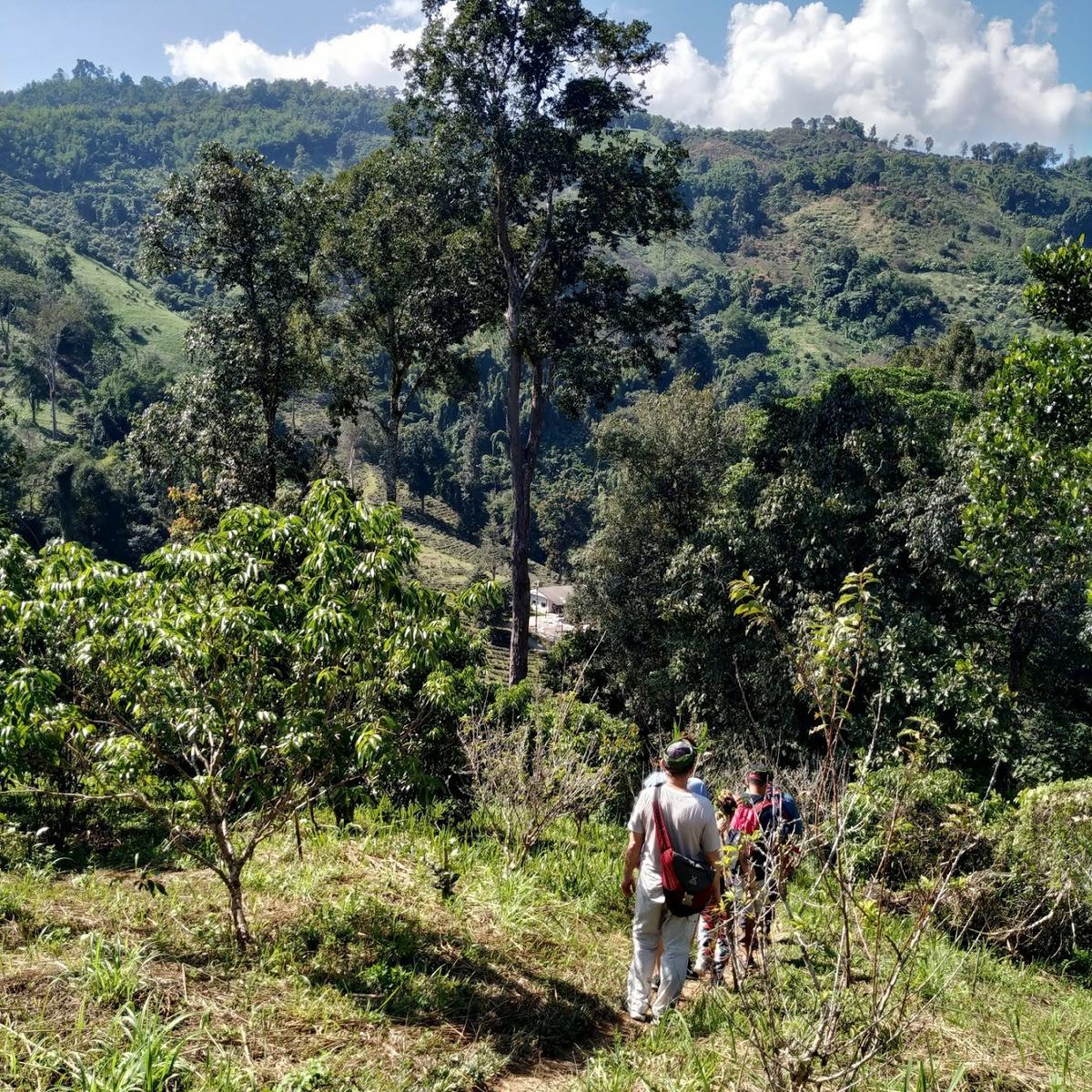 Trekking en Chiang Rai cuesta abajo