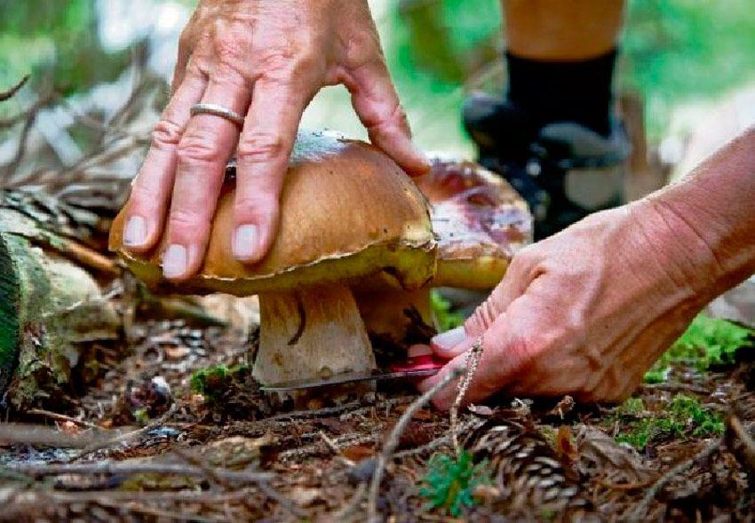 cortar o arrancar setas - la casa de las setas