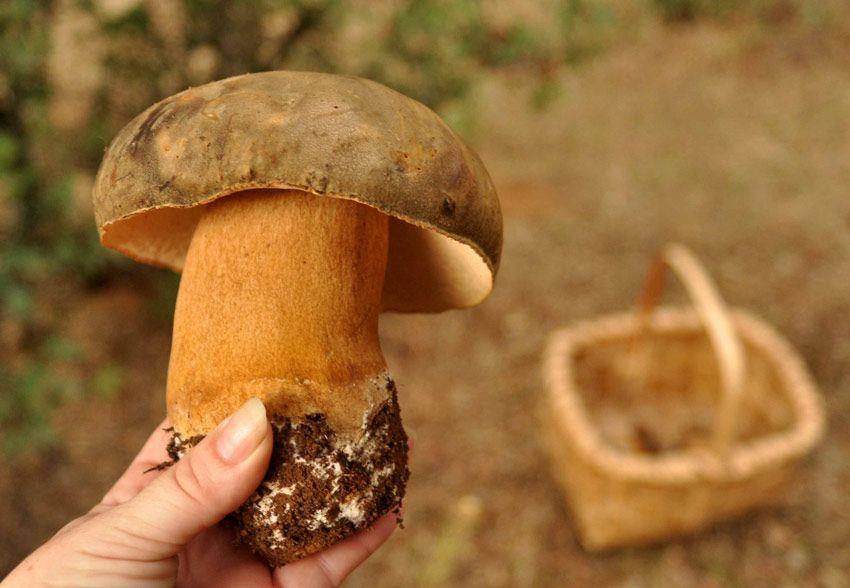 cortar o arrancar setas - la casa de las setas