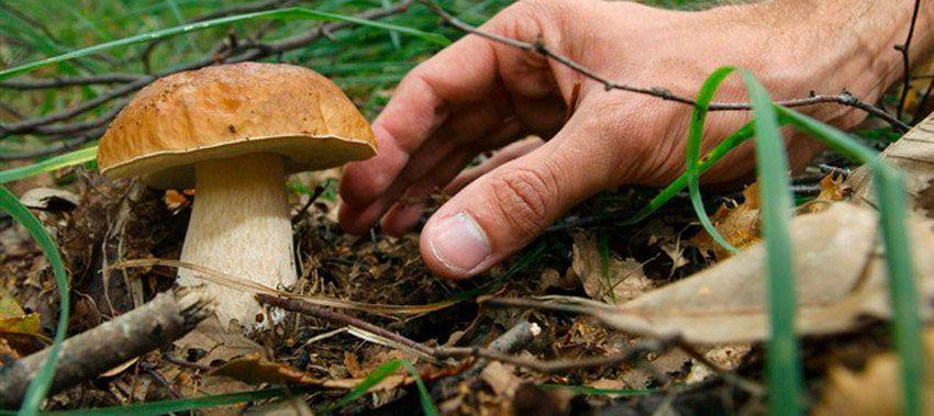cortar o arrancar setas - la casa de las setas