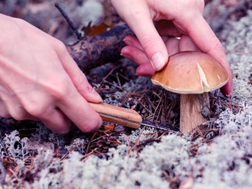 cortar o arrancar setas - la casa de las setas