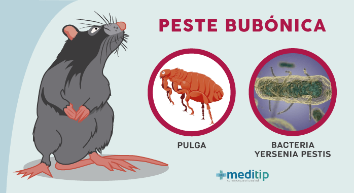 causas de la peste negra