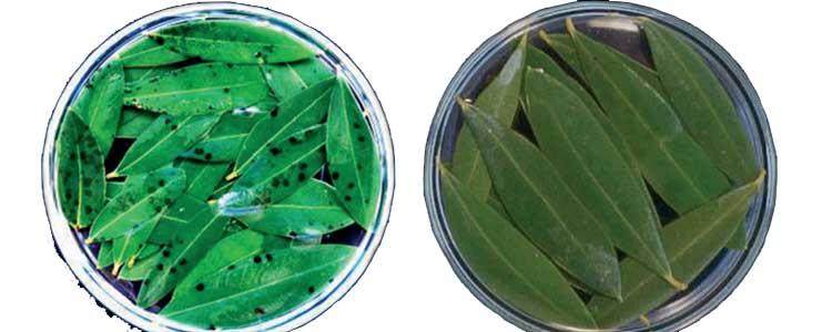 test de sosa identificación repilo olivar