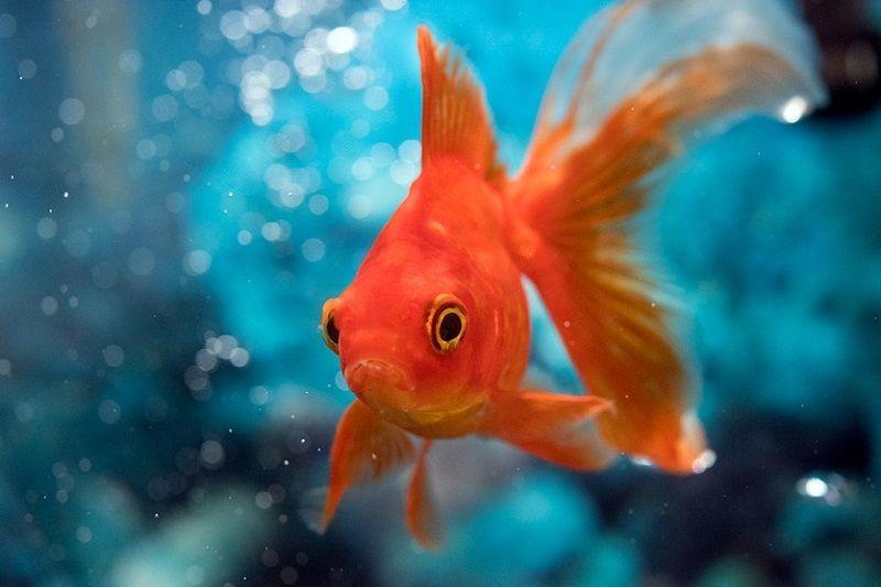 Goldfish, Carassius Auratus