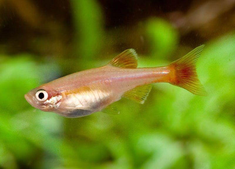 Pez Neón Chino, Tanichthys Albonubes