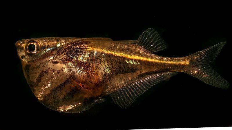 pez hacha carnegiella strigata