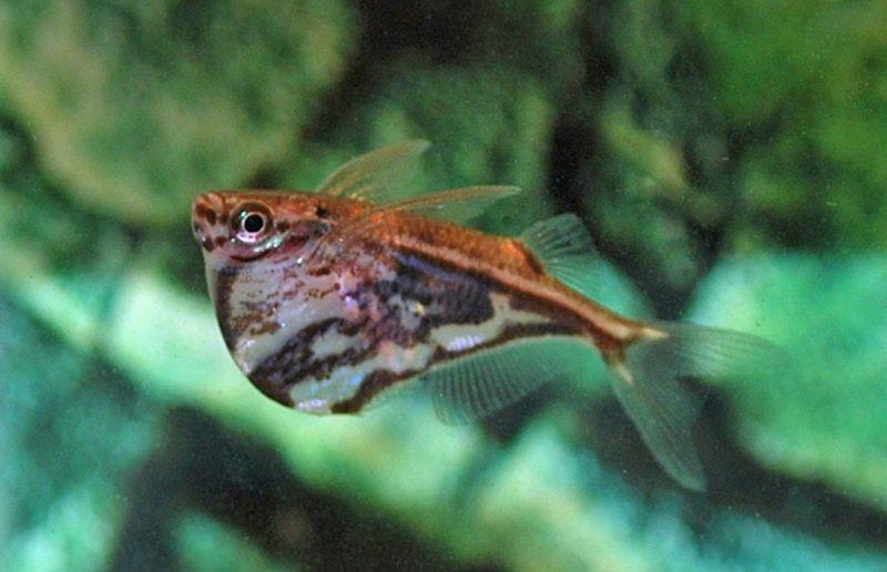 pez hacha marmol en el acuario