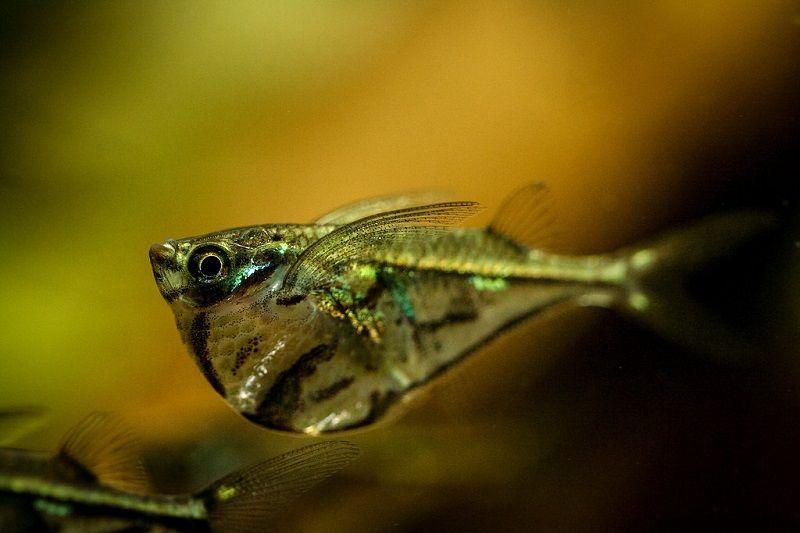 Carnegiella strigata, pez hacha de marmol, familia gasteropelécidos
